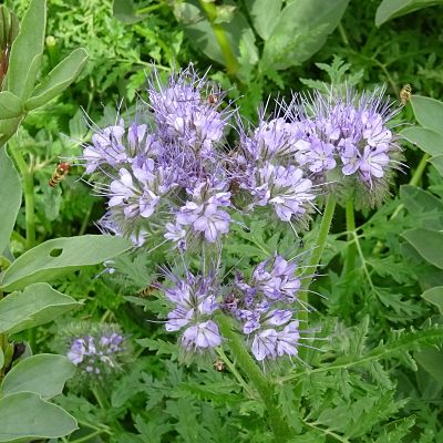 Honningurt med sine lyseblå blomster