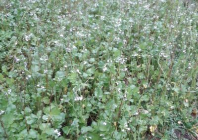 Olieræddike i blomst