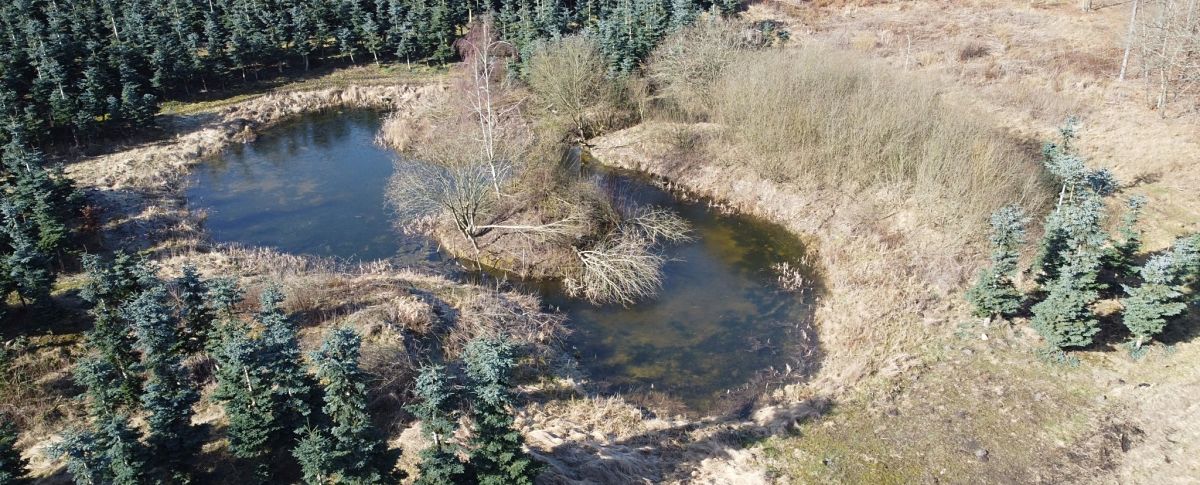 Skovsø med halvfældede træer